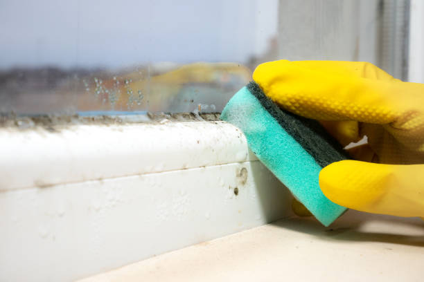Best Residential Mold Removal  in Rio Grande, OH