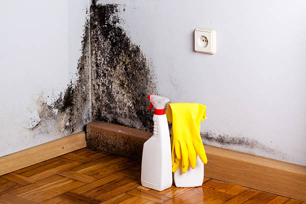 Best Crawl Space Mold Removal  in Rio Grande, OH