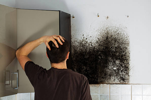 Best Mold Remediation  in Rio Grande, OH